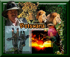 Botswana Collage of Giraffes,Leopards,2 male lion heads,bee eater bird,sunset with with tree silhouetted
